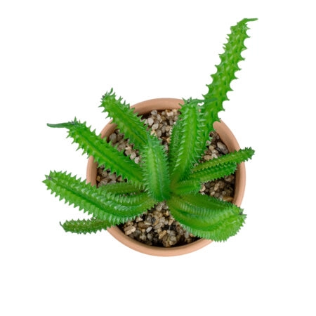 ΠΑΧΥΦΥΤΟ EUPHORBIA ΣΕ ΓΛΑΣΤΡΑΚΙ 21052 Διακοσμητικό Φυτό Ευφορβία Φ18 x Υ23cm - Μικρα Φυτά και Παχύφυτα Sticky 1