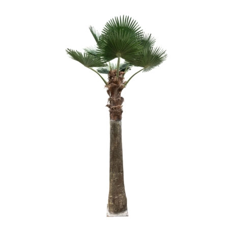 PLANT PALM TREE 21055 Διακοσμητικό Δέντρο Φοίνικα  Φ240 x Υ400cm - Τεχνητοι Φοινικες