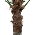PLANT PALM TREE 21055 Διακοσμητικό Δέντρο Φοίνικα  Φ240 x Υ400cm