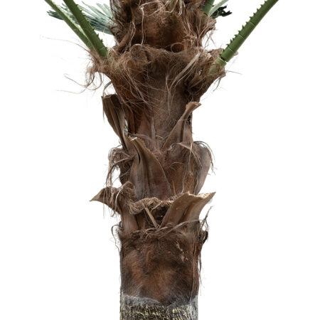 PLANT PALM TREE 21055 Διακοσμητικό Δέντρο Φοίνικα  Φ240 x Υ400cm - Τεχνητοι Φοινικες Sticky 2