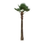 PLANT PALM TREE 21056 Διακοσμητικό Δέντρο Φοίνικα  Φ240 x Υ500cm