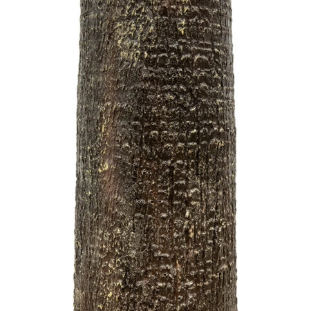 PLANT PALM TREE 21056 Διακοσμητικό Δέντρο Φοίνικα  Φ240 x Υ500cm - Τεχνητοι Φοινικες Sticky 3