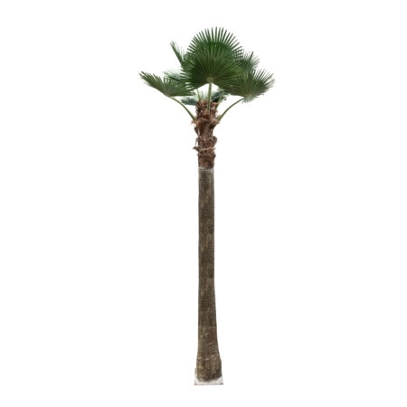 PLANT PALM TREE 21057 Διακοσμητικό Δέντρο Φοίνικα  Φ240 x Υ600cm - Τεχνητοι Φοινικες