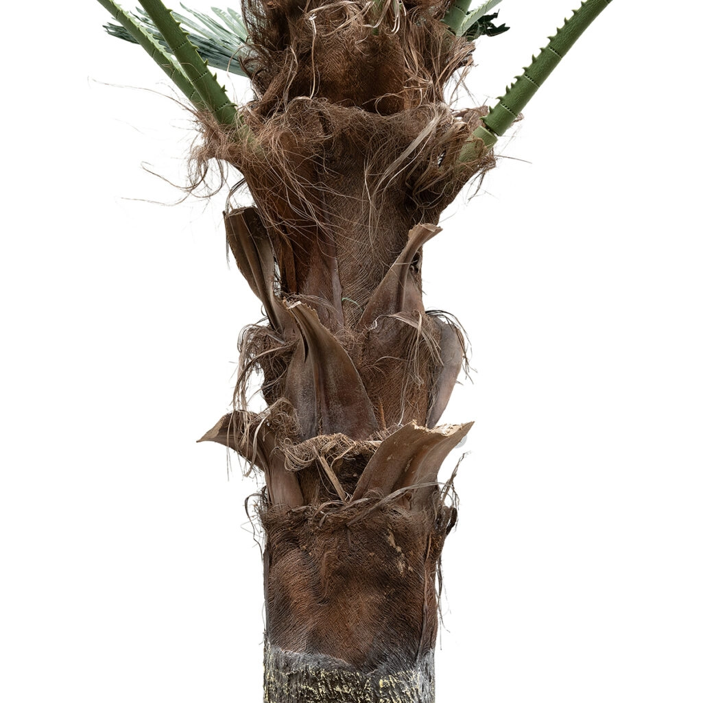 PLANT PALM TREE 21057 Διακοσμητικό Δέντρο Φοίνικα  Φ240 x Υ600cm