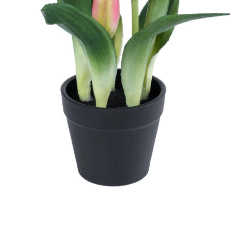 PINK TULIP 21092 Διακοσμητικό Φυτό Ροζ Τουλίπα Υ23cm - Μικρα Φυτά και Παχύφυτα Sticky 2