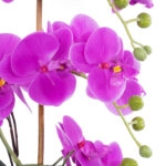 HOT PINK ORCHID 21119 Διακοσμητικό Φυτό  Έντονο Ροζ Ορχιδέα Υ43cm