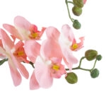 SALMON PINK ORCHID 21129 Διακοσμητικό Φυτό Φούξια Ορχιδέα Υ43cm