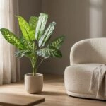 CALATHEA PLANT 20940 Διακοσμητικό Φυτό Καλαθέα Φ80 x Υ90cm