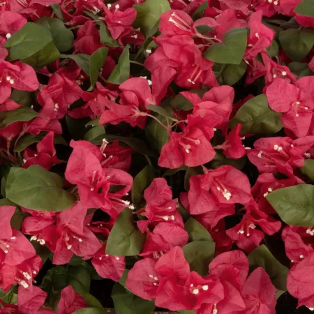 BOUGANVILLEA PLANT 20666 Τεχνητό Διακοσμητικό Φυτό Μπουκανβίλια Π145 x Μ70 x Y57cm - Τεχνητες Βουκαμβιλιες Sticky 6