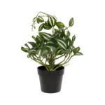 ZEBRINA PLANT 20960 Διακοσμητικό Φυτό Ζεμπρίνα Φ45 x Υ22cm