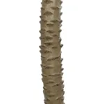 WASHINGTONIA FILIFERA TREE 21107 Τεχνητό Διακοσμητικό Φοινικόδεντρου Υ200cm