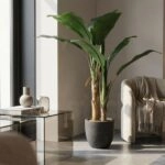 BANANA TREE NP702_145  ΥΨΟΣ 145cm