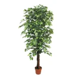 ΔΕΝΤΡΟ ΜΠΕΝΖΑΜΙΝ ΠΡΑΣΙΝΟ ΣΕ ΓΛΑΣΤΡΑ - Y180cm