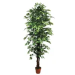 ΔΕΝΤΡΟ ΜΠΕΝΖΑΜΙΝ ΠΡΑΣΙΝΟ ΣΕ ΓΛΑΣΤΡΑ - Y210cm