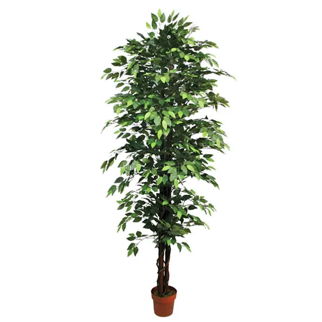 ΔΕΝΤΡΟ ΜΠΕΝΖΑΜΙΝ ΠΡΑΣΙΝΟ ΣΕ ΓΛΑΣΤΡΑ - Y210cm
