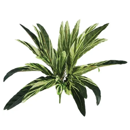 ΡΙΖΑ ΦΥΛΛΟ ΔΡΑΚΑΙΝΑΣ Y58cm 24/144KIB - Πρασινάδες - Κρεμαστά φυτά