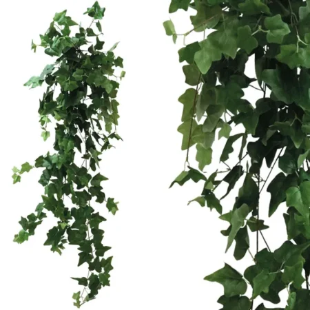 ΡΙΖΑ ΚΡΕΜΑΣΤΗ ΚΙΣΣΟΣ ΠΡΑΣΙΝΟΣ Y130cm 1/50KIB - Κασπω