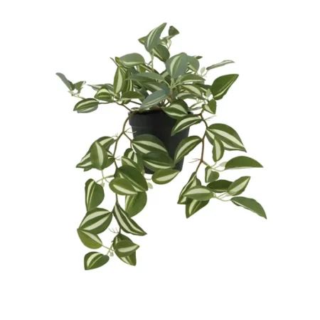 ΦΥΤΟ ΤΗΛΕΓΡΑΦΟΣ ΖΕΜΠΡΙΝΑ ΔΙΧΡΩΜΟ REAL TOUCH - Υ42cm 1/12KΙΒ - Κασπω