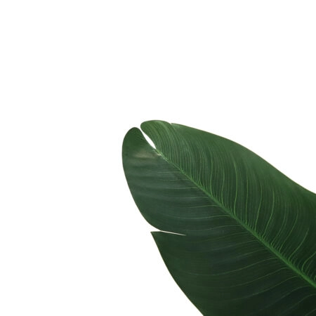 BANANA TREE NP1410_120  ΥΨΟΣ 120cm - Τεχνητες Μπανανιες Sticky 1