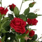 RED ROSES 21070 Τεχνητό Διακοσμητικό Δέντρο Τριανταφυλλιά Μ50 x Π50 x Υ90cm