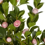 CAMELIA 21115 Τεχνητό Διακοσμητικό Δέντρο Καμέλια Μ50 x Π30 x Υ90cm