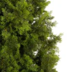 CYPRESS TREE 21061 Τεχνητό Διακοσμητικό Δέντρο Κυπαρίσσι Μ145 x Π145 x Υ400cm