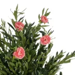 PINK PEONY 21097 Τεχνητό Διακοσμητικό Δέντρο Παιώνια Μ80 x Π70 x Υ160cm