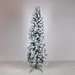 ΔΕΝΤΡΟ ΑΚΙΤΑ, ΥΨΟΣ 240cm