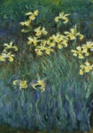 Πινακας σε καμβά MONET - YELLOW IRISES