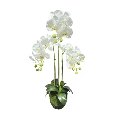 ΦΥΤΟ ΟΡΧΙΔΕΑ ΛΕΥΚΑ ΑΝΘΗ REAL TOUCH - Υ82cm - Τεχνητες Ορχιδεες