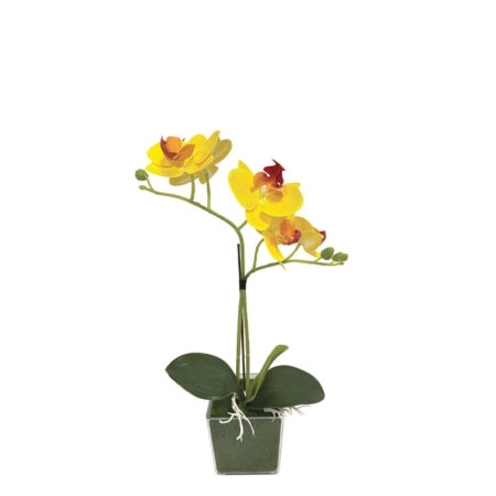 ΚΙΤΡΙΝΟ ΟΡΧΙΔΕΑ REAL TOUCH ΣΕ ΚΑΣΠΩ (2 ΚΛΑΔΙΑ, 5 ΑΝΘΗ) - Y30cm - Τεχνητες Ορχιδεες