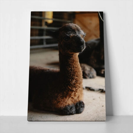 Πίνακας σε Καμβά RUSTIC FARMHOUSE ALPACA
