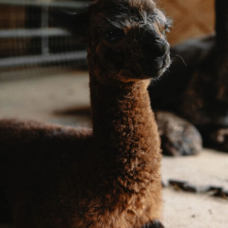 Πίνακας σε Καμβά RUSTIC FARMHOUSE ALPACA -  Sticky 5