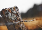 Πίνακας σε Καμβά RUSTIC FARMHOUSE BARBWIRE