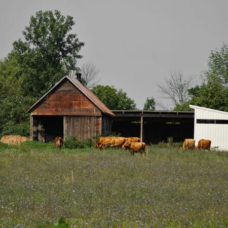 Πίνακας σε Καμβά RUSTIC FARMHOUSE BARN 19 -  Sticky 5