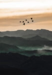 Πίνακας σε Καμβά RUSTIC FARMHOUSE BIRDS FLYING
