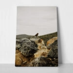 Πίνακας σε Καμβά RUSTIC FARMHOUSE BIRD
