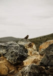 Πίνακας σε Καμβά RUSTIC FARMHOUSE BIRD