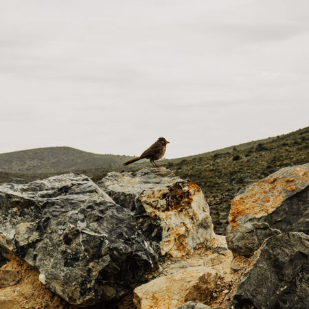 Πίνακας σε Καμβά RUSTIC FARMHOUSE BIRD -  Sticky 5