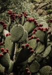Πίνακας σε Καμβά RUSTIC FARMHOUSE CACTUS 2