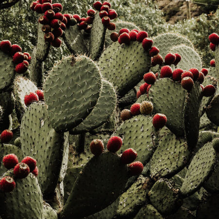 Πίνακας σε Καμβά RUSTIC FARMHOUSE CACTUS 2 -  Sticky 5