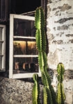 Πίνακας σε Καμβά RUSTIC FARMHOUSE CACTUS 3