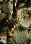 Πίνακας σε Καμβά RUSTIC FARMHOUSE CACTUS