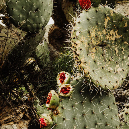 Πίνακας σε Καμβά RUSTIC FARMHOUSE CACTUS -  Sticky 5