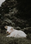 Πίνακας σε Καμβά RUSTIC FARMHOUSE CALF 2