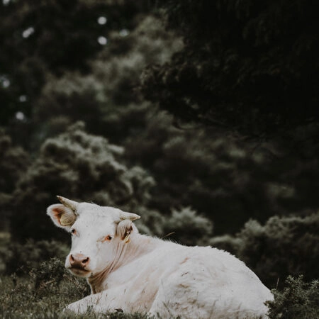 Πίνακας σε Καμβά RUSTIC FARMHOUSE CALF 2 -  Sticky 5