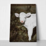 Πίνακας σε Καμβά RUSTIC FARMHOUSE CALF 3