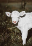 Πίνακας σε Καμβά RUSTIC FARMHOUSE CALF 3