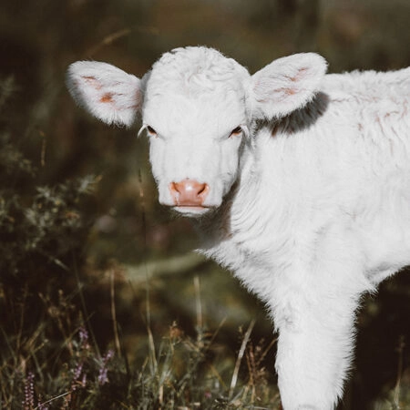 Πίνακας σε Καμβά RUSTIC FARMHOUSE CALF 3 -  Sticky 5
