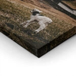 Πίνακας σε Καμβά RUSTIC FARMHOUSE CALF